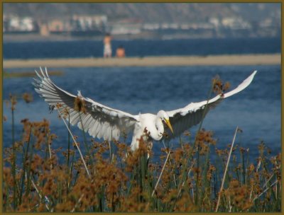great egret wings.jpg