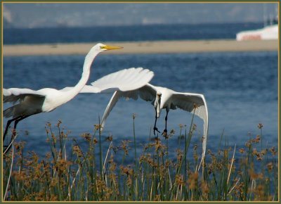 great egrets.jpg