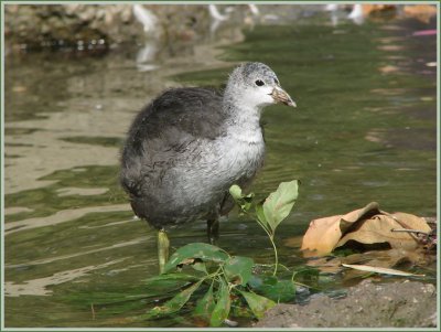 juvenile_coots_-_0607