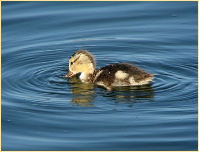 gadwall duckling.jpg