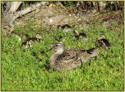 gadwall mom and ducklings.jpg