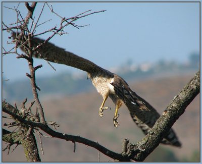 coopers_hawk_-_0607