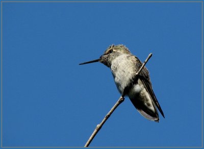 costas_female_-_0607