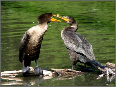 dc_cormorants_-_0607