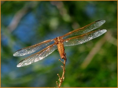 dragonflies_-_sept_07