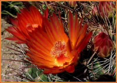 barrel cactus flowers.jpg