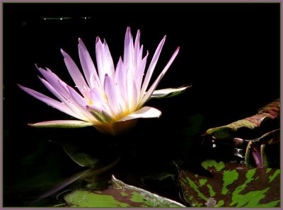 lavender water lily.jpg