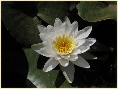 white water lily.jpg