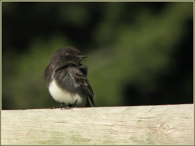 black phoebe.jpg