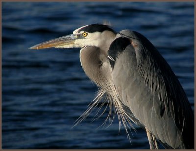 gbh.jpg