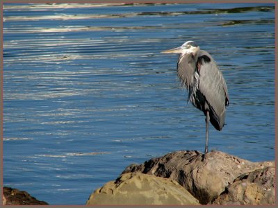 gbh ventura.jpg