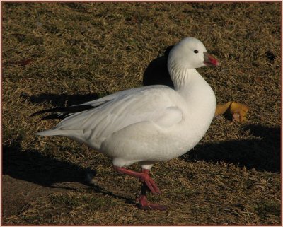 rosss_goose_-_0507