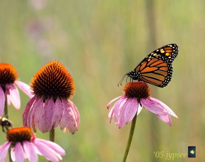 backlit monarch