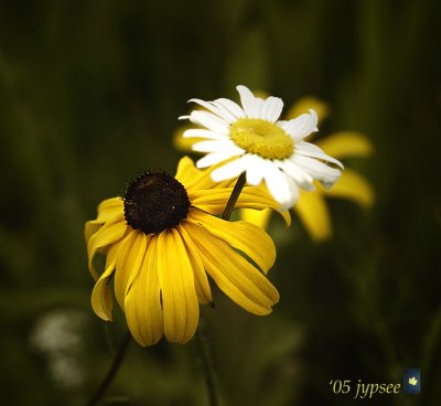 coneflower and daisy