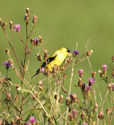 goldfinch feeding in spotted knapweed