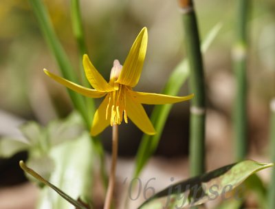 yellow troutlily