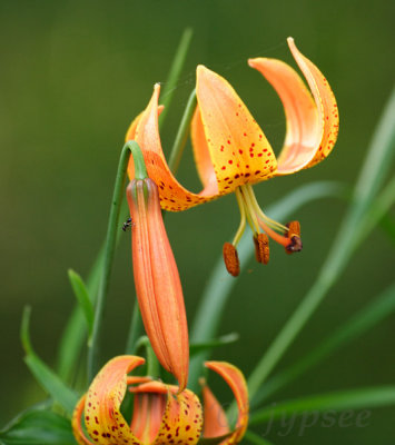 orange turk's cap lily