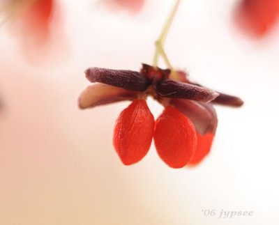 tiny red berries