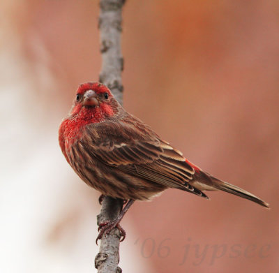 house finch red