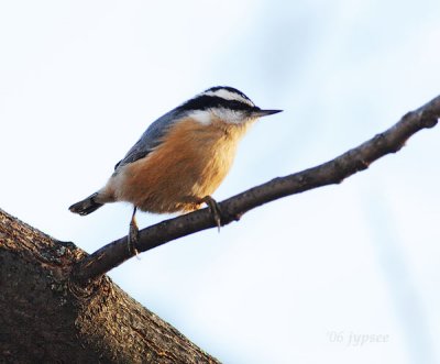 red beasted nuthatch