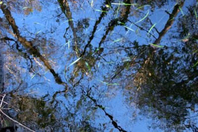 bald cypress branches reflected