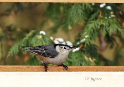 birds at my feeders
