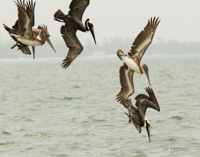 brown pelicans