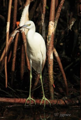 juvenile little blue heron