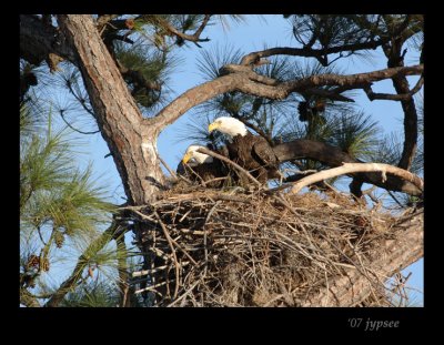 eagles on the nest