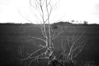 branch at sunset in black and white