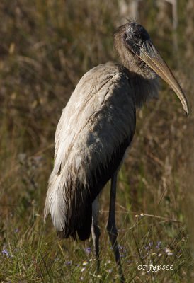 wood stork