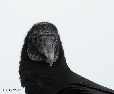 black vulture