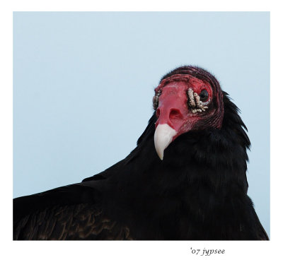 turkey vulture