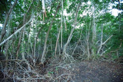 mangrove roots