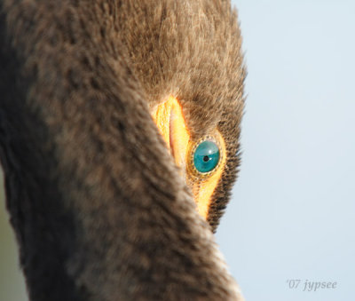 cormorant eye
