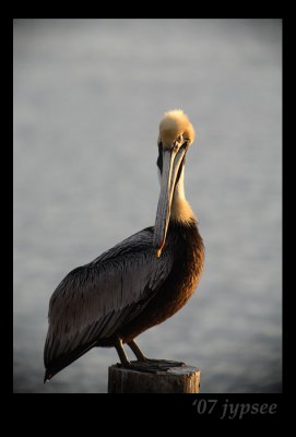 pelican portrait