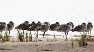 for bill in scotland, a bigger view of willets in a row