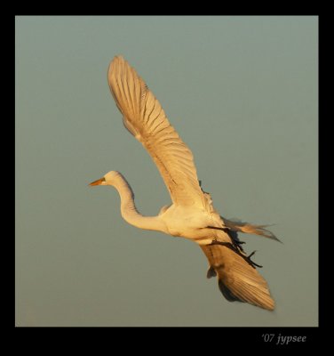 great egret at sunset