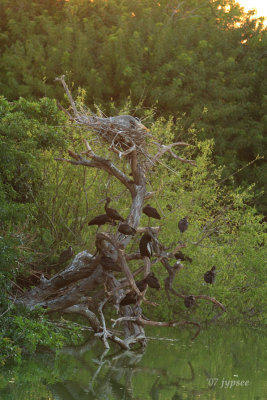 dead tree roost with glossy ibis and nesting great blue heron
