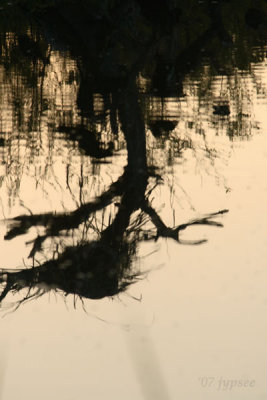 dead tree roost reflection