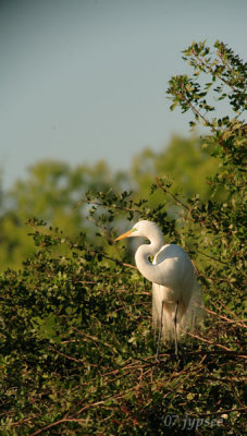 great egret and blue sky
