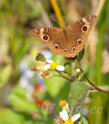 buckeye