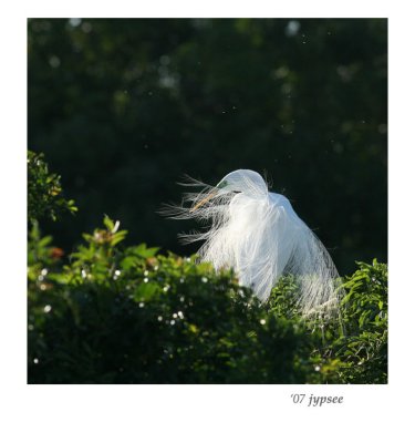 veiled great egret