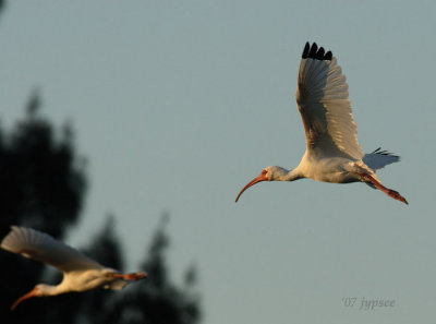 two white ibis