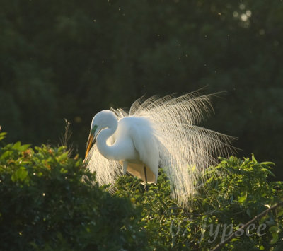 great egret backlit aigrettes