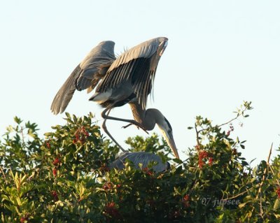 great blue herons mating