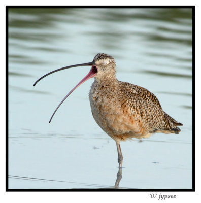 curlew calling