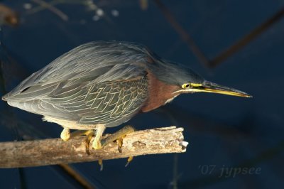 green heron in hunting attitude