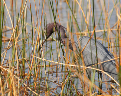 little blue heron fishing in the reeds