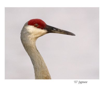 sandhill crane portrait